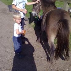 Anden særlig race Herkules
