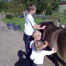 Anden særlig race Herkules