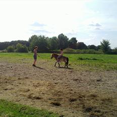 Anden særlig race Herkules