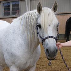 Connemara Enghøjs Irish Jewel
