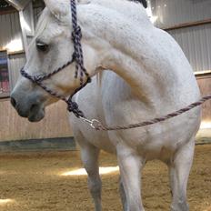 Connemara Enghøjs Irish Jewel