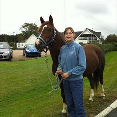 Hollandsk Sportspony Tøsen <33