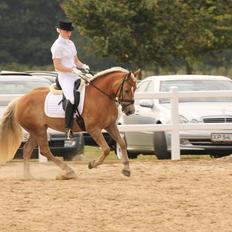 Haflinger Lamara