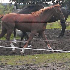 Anden særlig race My Wild Star - Min dejlige dreng :-)