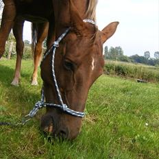 Anden særlig race Denise Springtime (solgt)