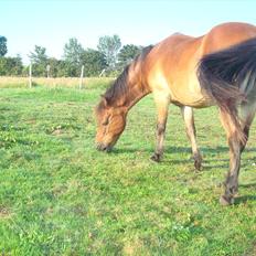 Gotlandsruss Hibiscus