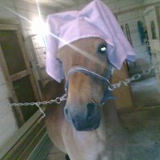 Gotlandsruss Hibiscus