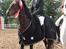 Connemara Camellia B-pony - Distriktsmester i springning for kat. 2 2011!