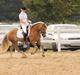 Haflinger Lamara