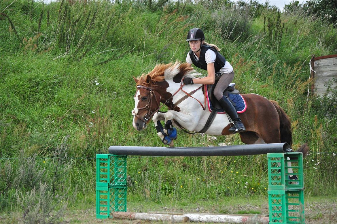 Pinto NM Pimento - Mit eventyr! - Når verden vender rundt, du mit vendepunkt!<3 1 M. fejlfrit! :-D<3 Foto: Nadja Larsen billede 15