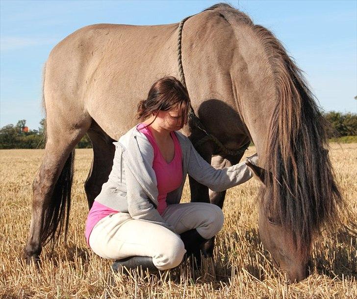 Konik Polski Masca Z Nadziei - Billede taget af min veninde Maja Mandrup billede 2