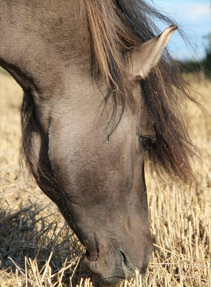Konik Polski Masca Z Nadziei - Billede taget af min veninde Maja Mandrup billede 3