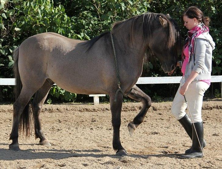 Konik Polski Masca Z Nadziei - Billede taget af min veninde Maja Mandrup billede 5