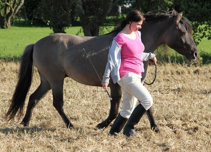 Konik Polski Masca Z Nadziei - Billede taget af min veninde Maja Mandrup billede 7