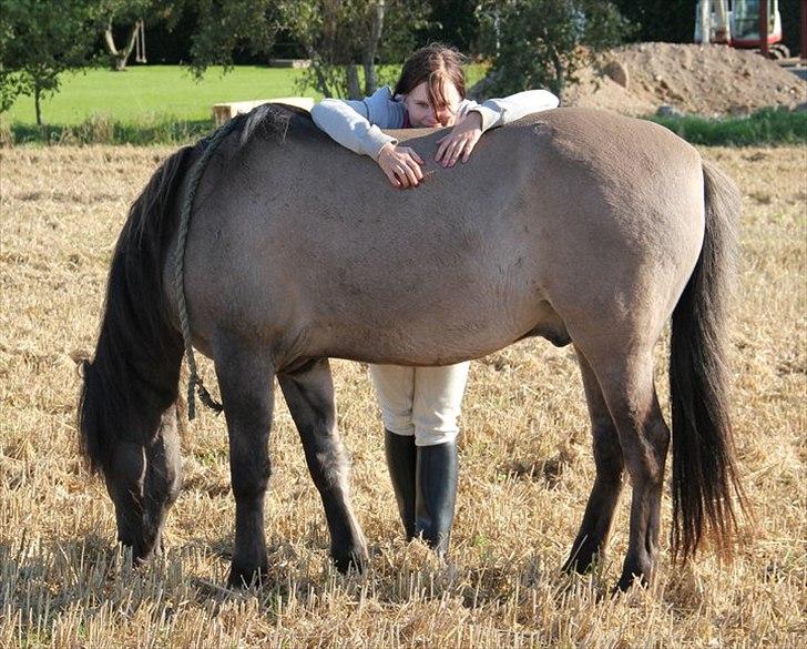 Konik Polski Masca Z Nadziei - Billede taget af min veninde Maja Mandrup billede 9