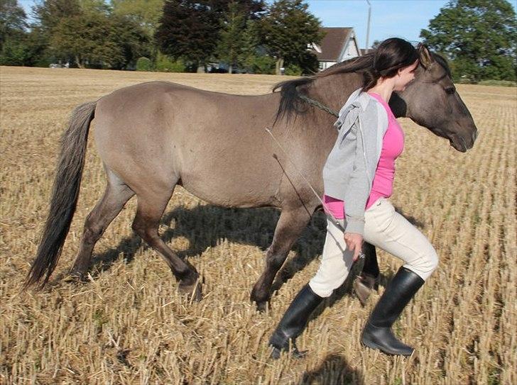 Konik Polski Masca Z Nadziei - Billede taget af min veninde Maja Mandrup billede 10