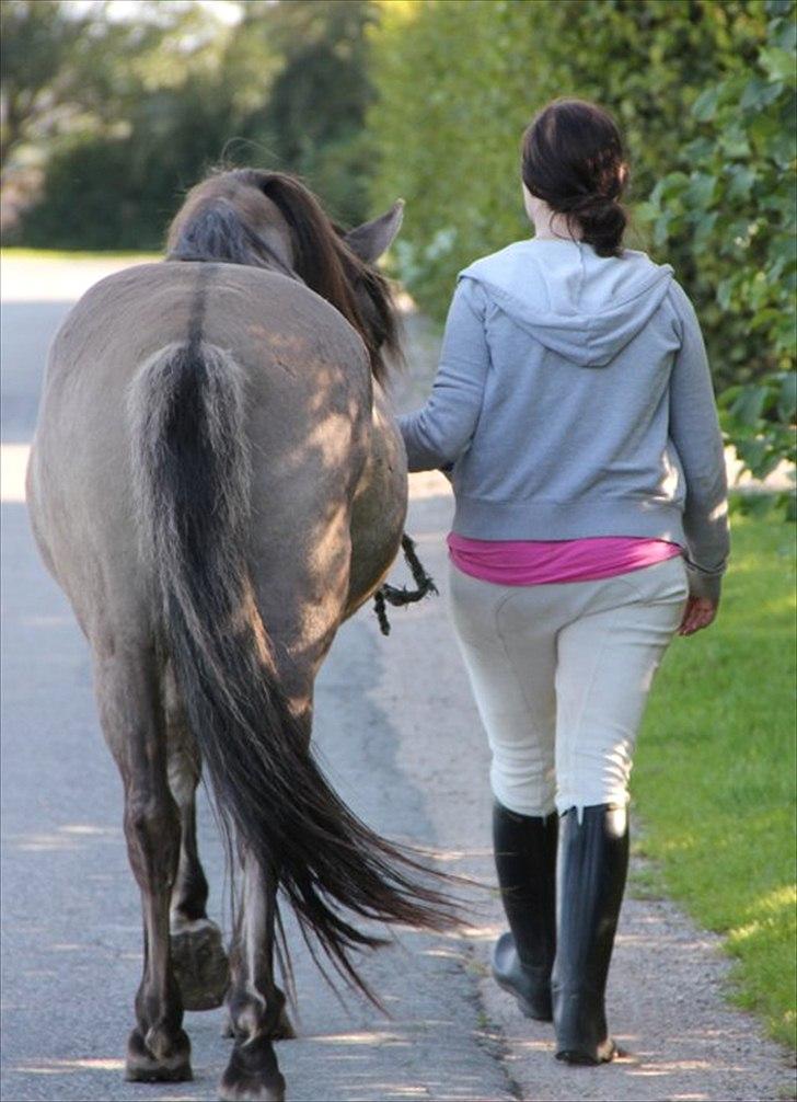 Konik Polski Masca Z Nadziei - Billede taget af min veninde Maja Mandrup billede 16