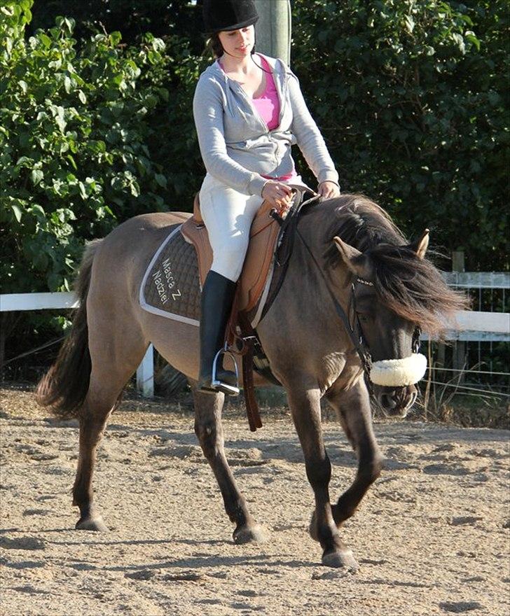 Konik Polski Masca Z Nadziei - Billede taget af min veninde Maja Mandrup billede 14