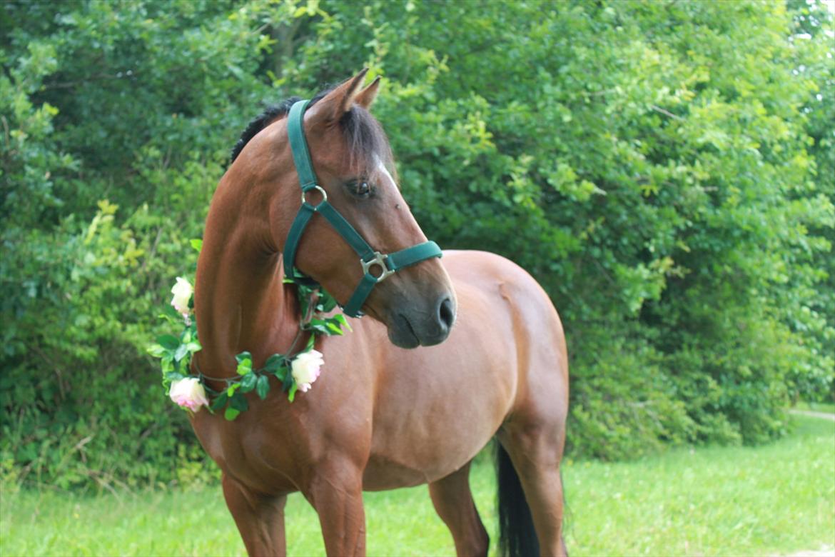 Welsh Partbred (Sec F) Dimitri billede 1