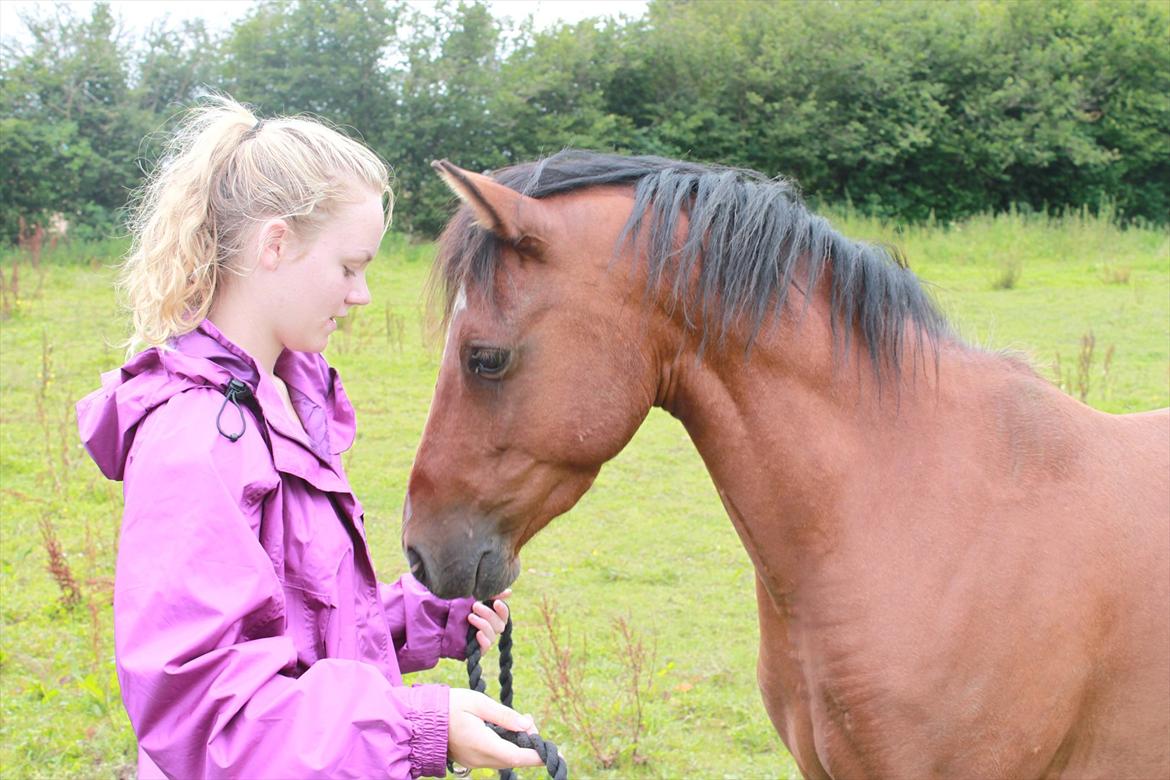 Welsh Partbred (Sec F) Dimitri billede 15