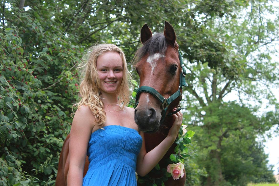 Welsh Partbred (Sec F) Dimitri billede 16