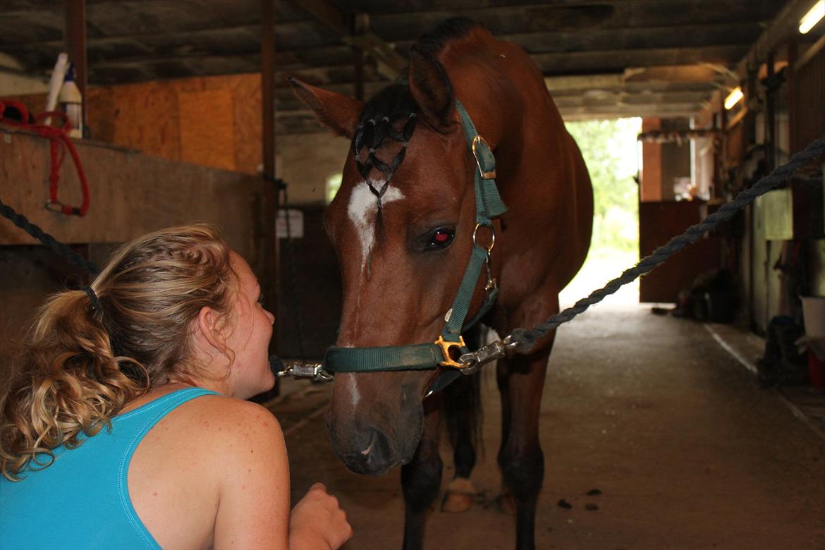 Welsh Partbred (Sec F) Dimitri billede 17