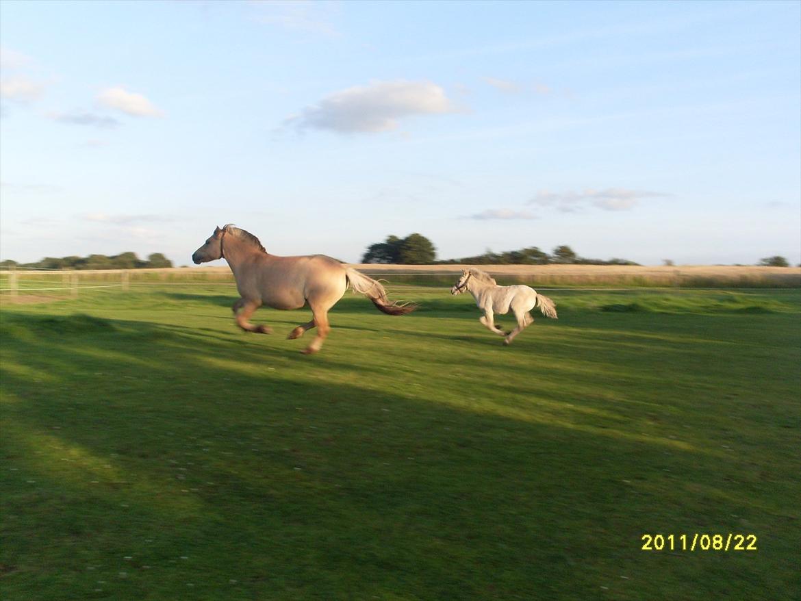 Fjordhest Kragshøjs Ladonia R.I.P billede 14