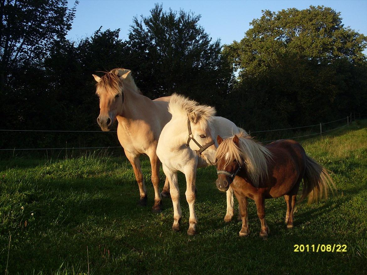 Fjordhest Kragshøjs Ladonia R.I.P billede 15
