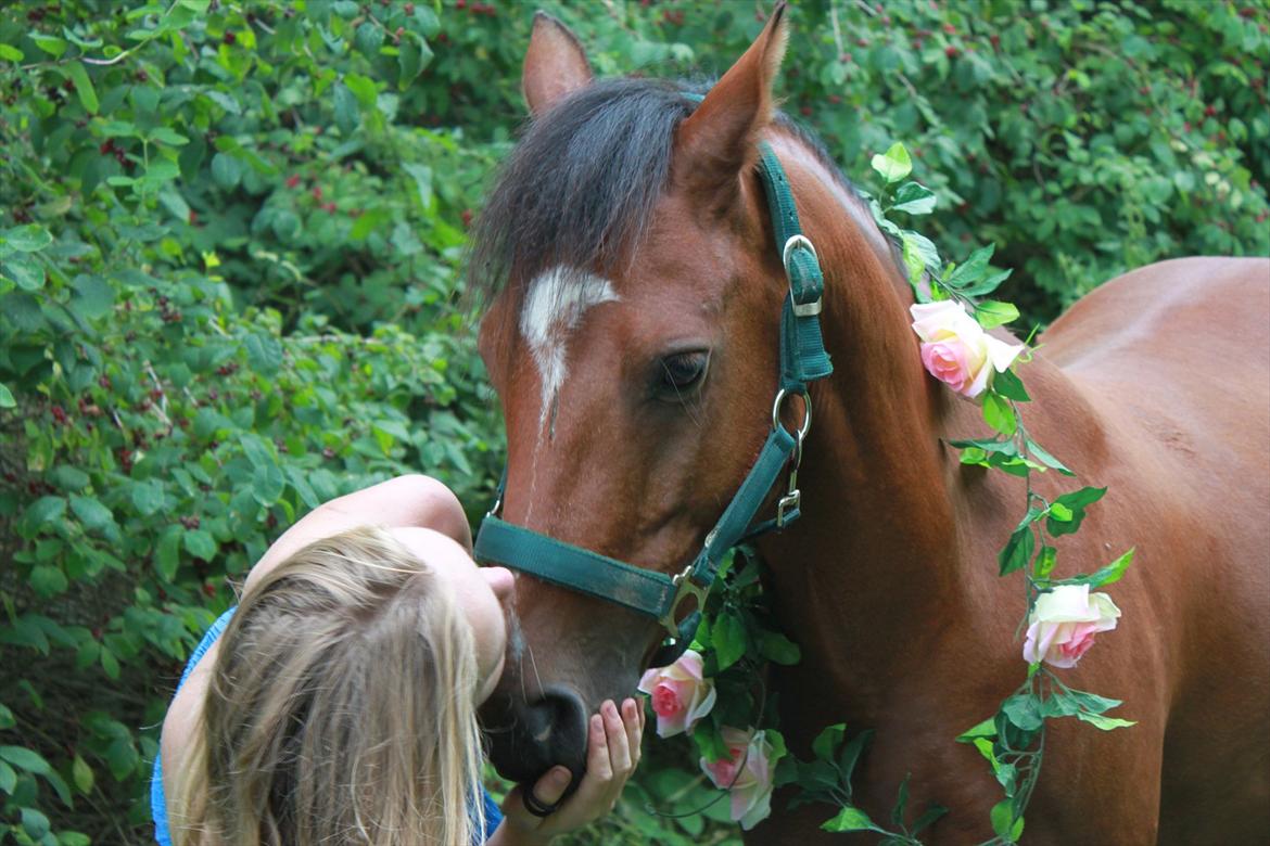 Welsh Partbred (Sec F) Dimitri - MYYSER!! ;D billede 18