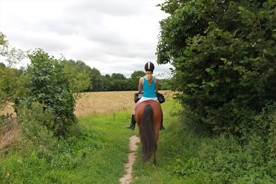 Welsh Partbred (Sec F) Dimitri - Han bliver redet uden bid for første gang på tur, og så med taske med på ryggen! og han er helt kold ;D billede 19