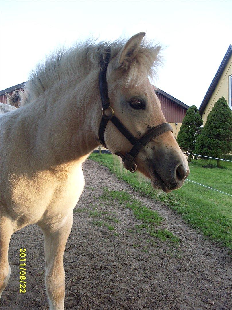 Fjordhest Kragshøjs Ladonia R.I.P billede 16