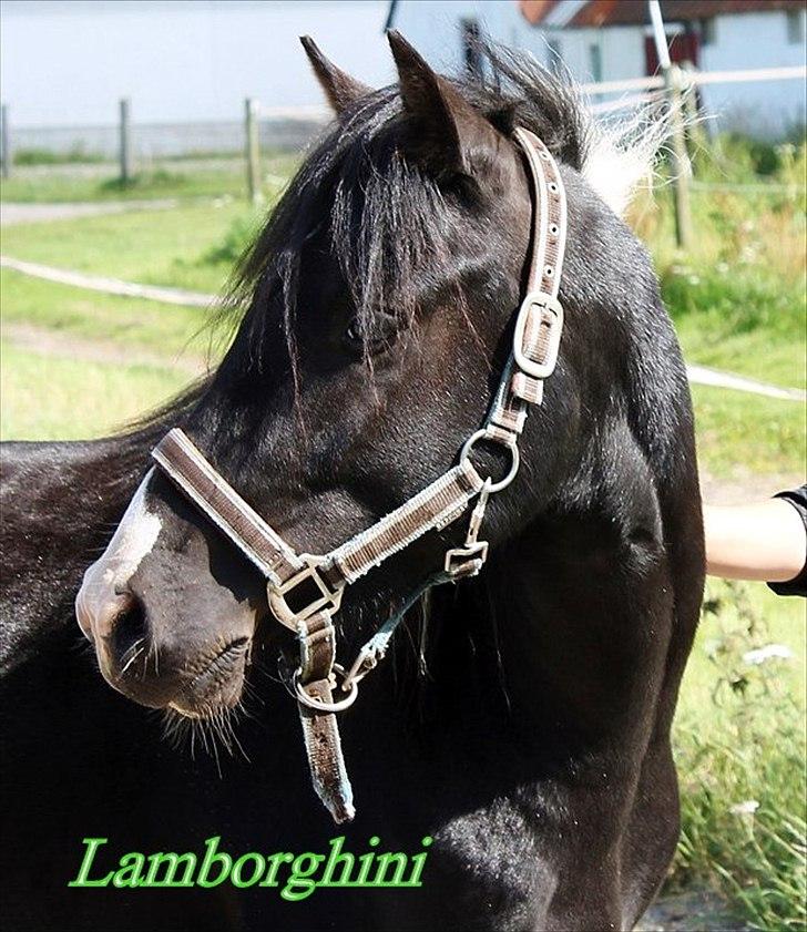 Pinto Piilgaardens Lamborghini <3 * HINGST * billede 2