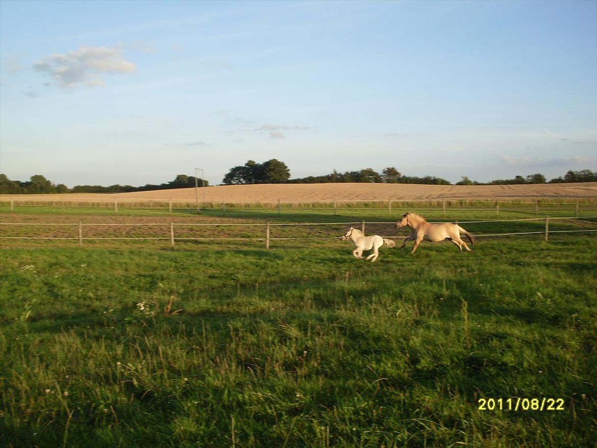 Fjordhest Kragshøjs Ladonia R.I.P billede 17