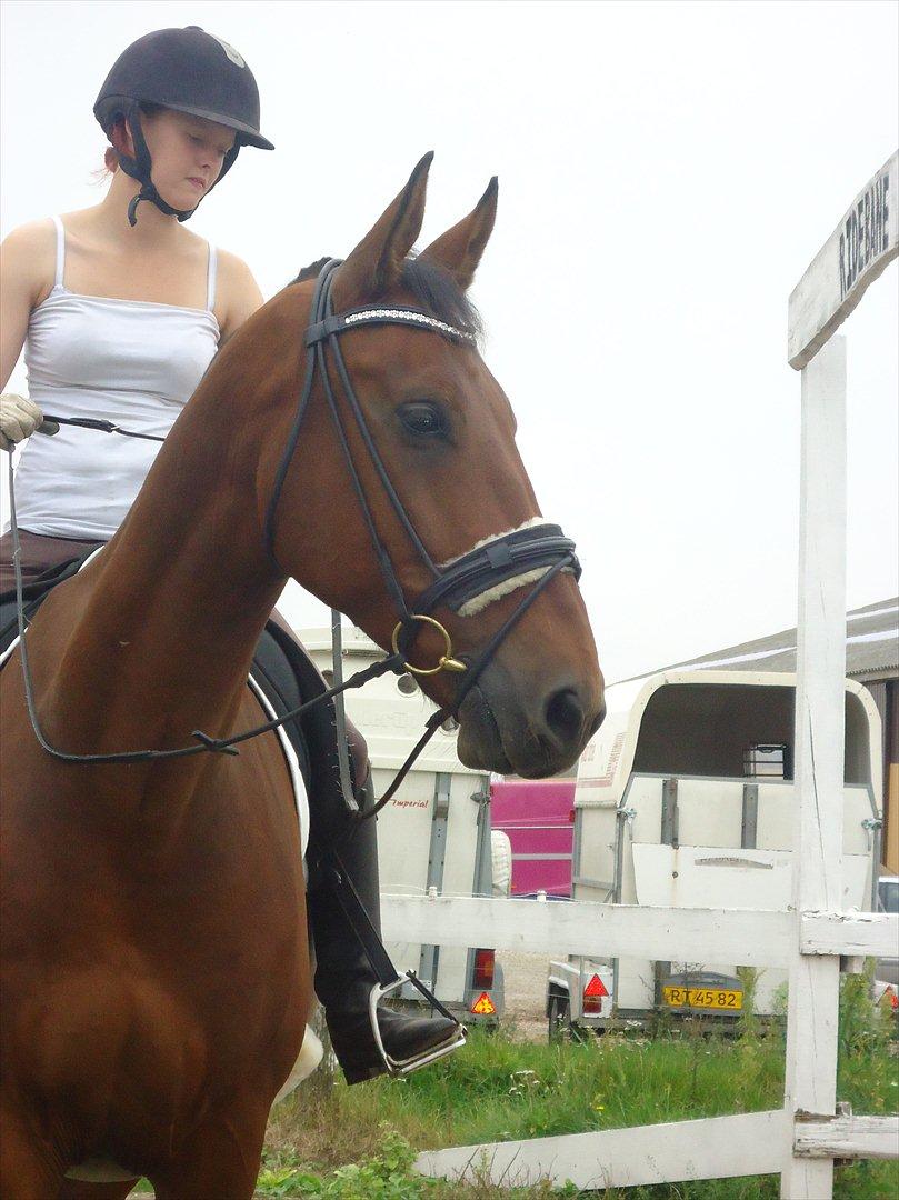 Oldenborg Cappútino RIP - 25/8-2011 billede 9