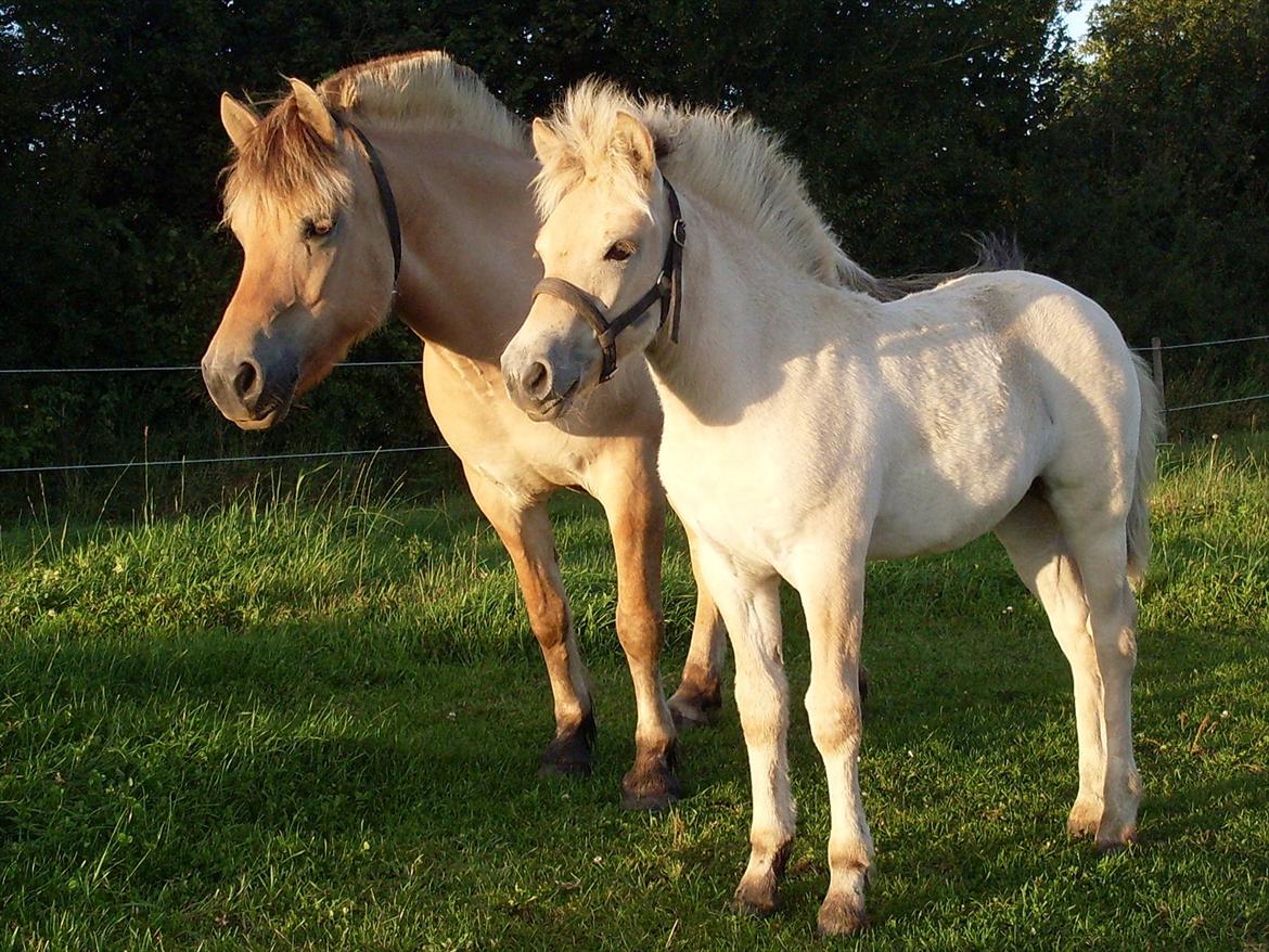 Fjordhest Liv Klattrup R.I.P billede 1