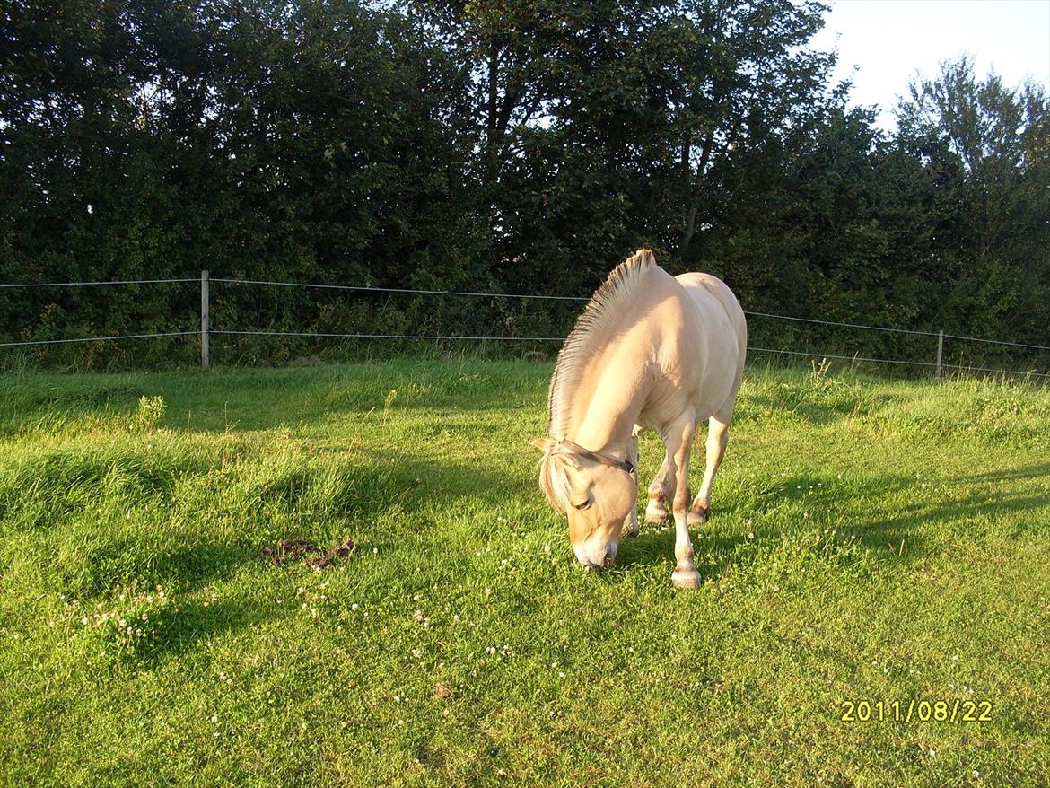 Fjordhest Hjerter Maximus R.I.P billede 13