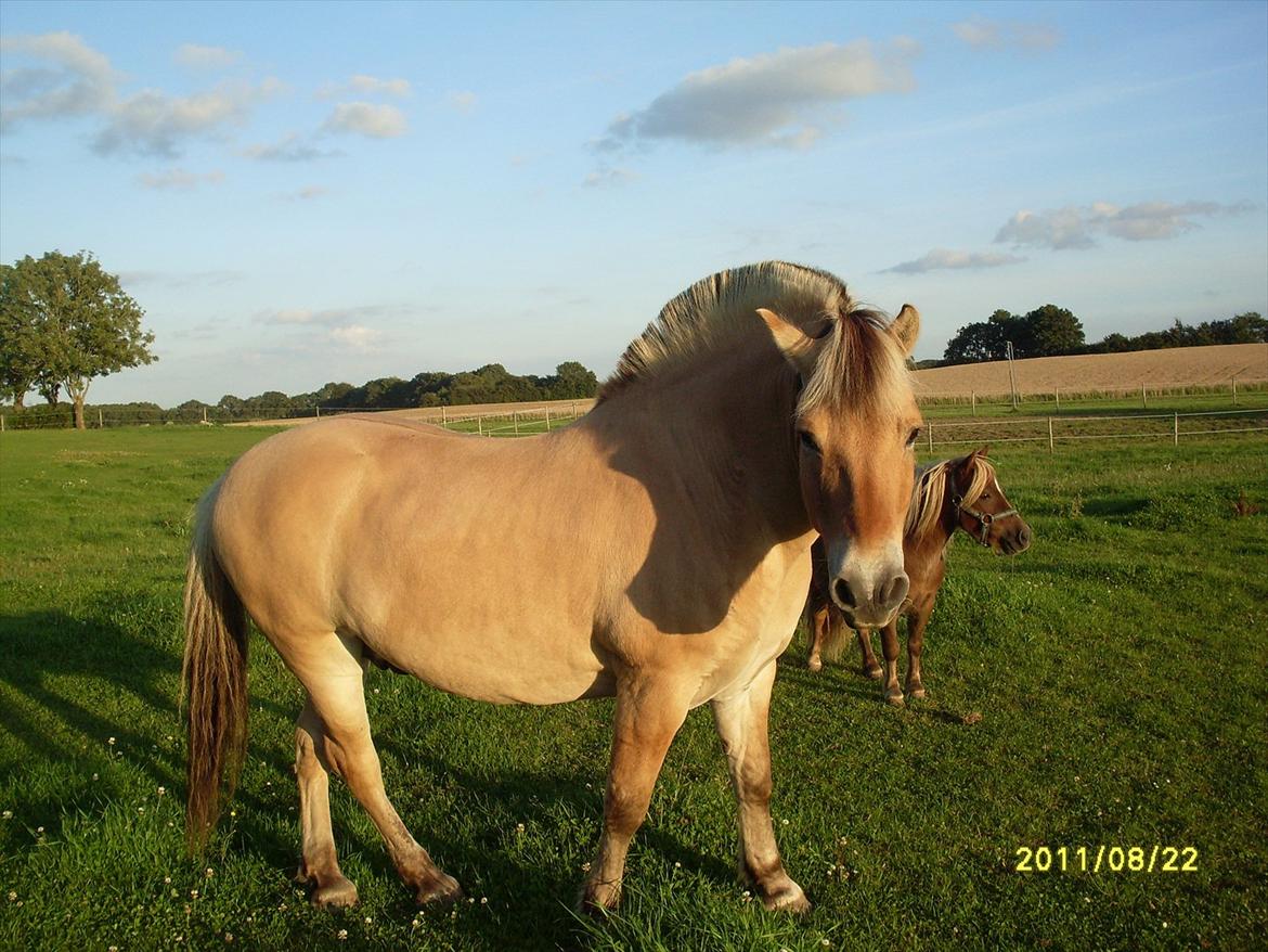 Fjordhest Hjerter Maximus R.I.P billede 14