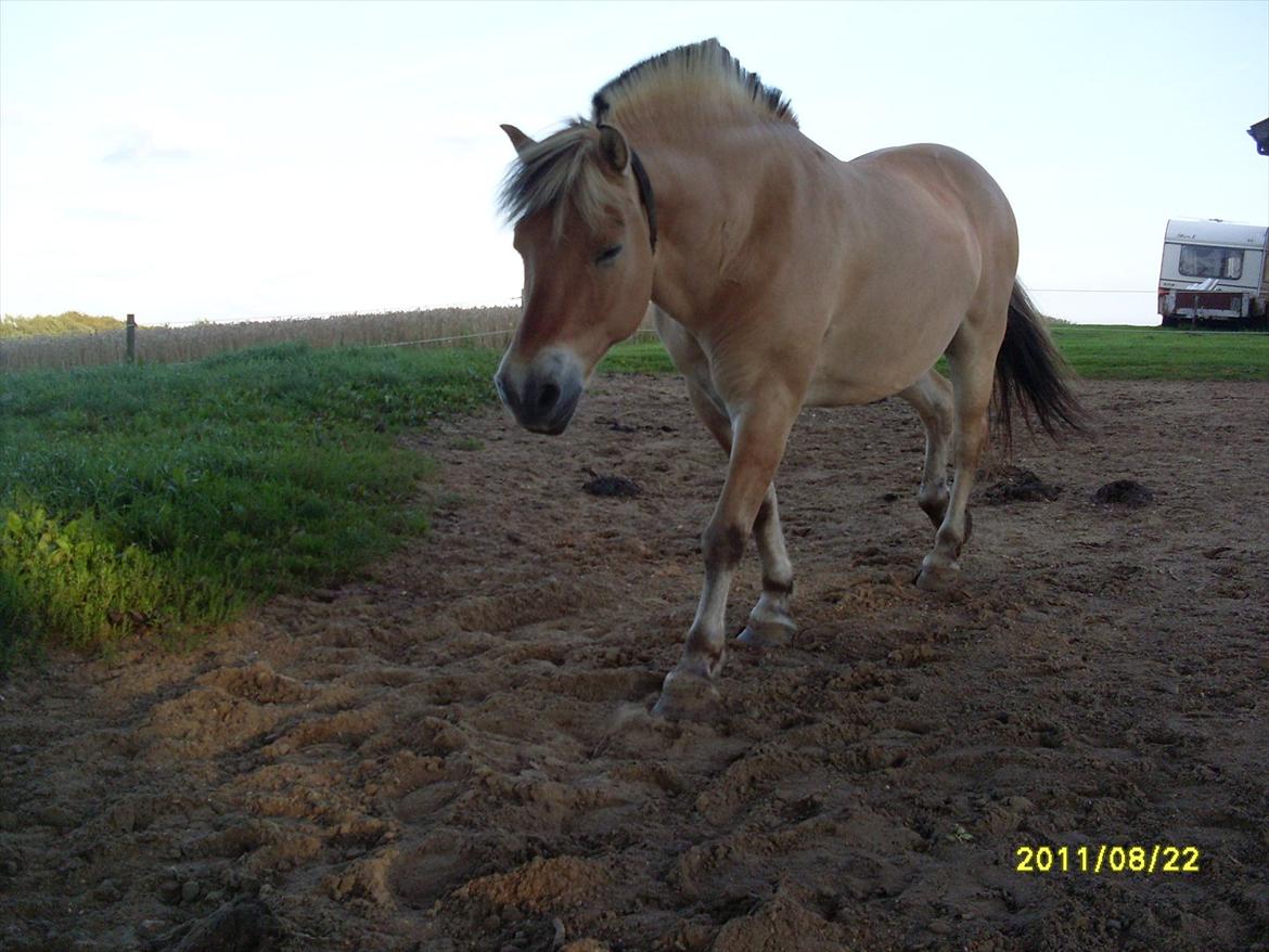 Fjordhest Hjerter Maximus R.I.P billede 15