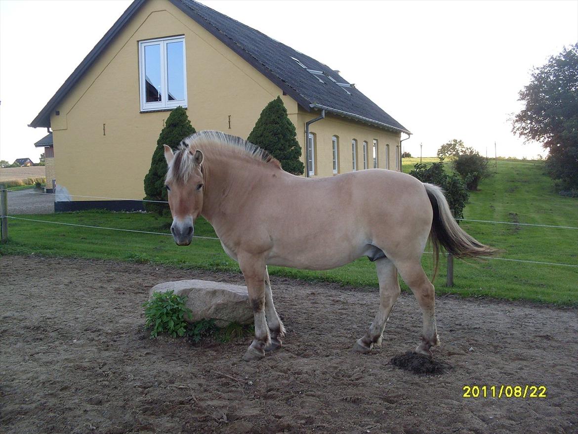 Fjordhest Hjerter Maximus R.I.P billede 16