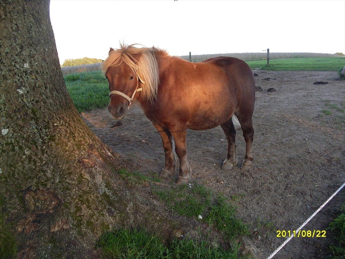 Shetlænder Valter billede 1