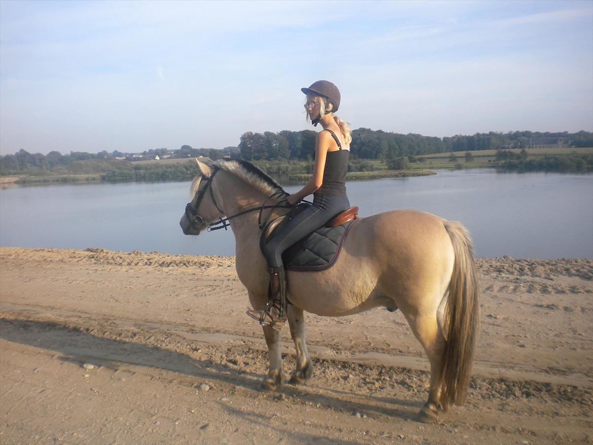 Fjordhest Frede <3 Guldponyen <2 - e dejlig ridetur til vandet (glemmer aldrig den dag) foto mor billede 11