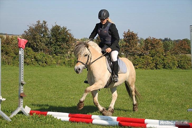 Fjordhest Terkel billede 8