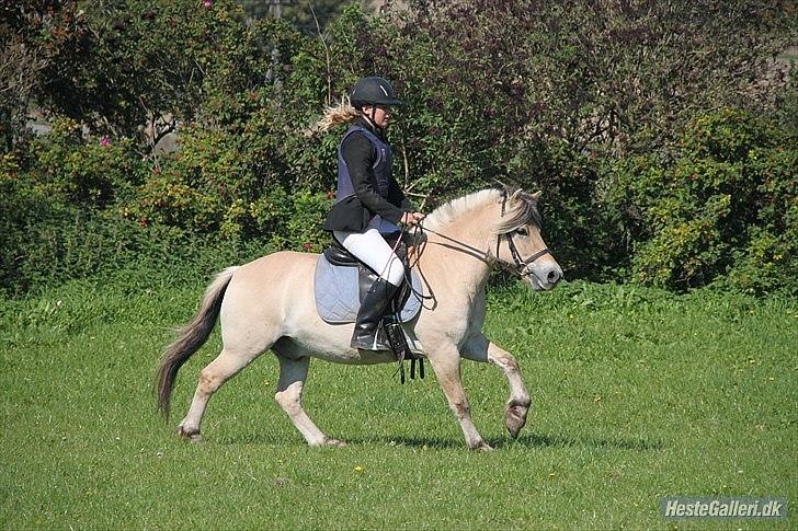 Fjordhest Terkel billede 9