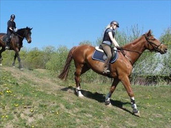Dansk Varmblod Lautane (Loui)! billede 3