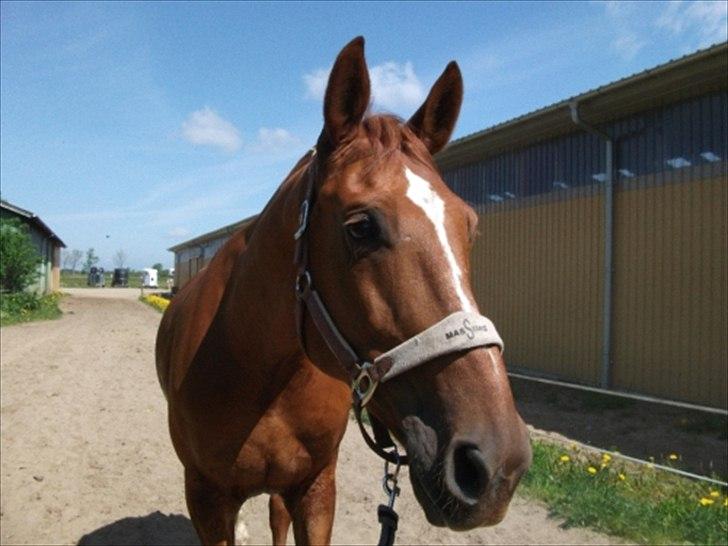 Dansk Varmblod Lautane (Loui)! billede 6