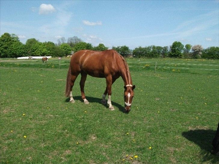 Dansk Varmblod Lautane (Loui)! billede 5