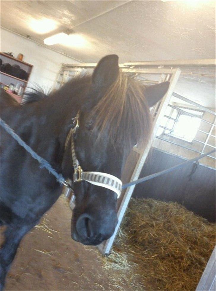 Islænder Blanda billede 14