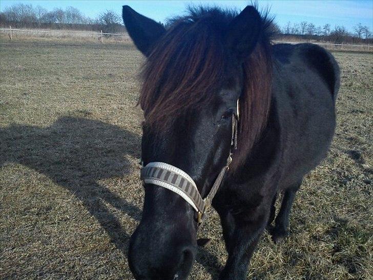 Islænder Blanda billede 15