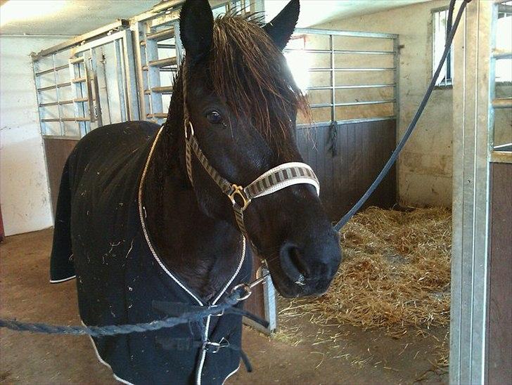 Islænder Blanda billede 16