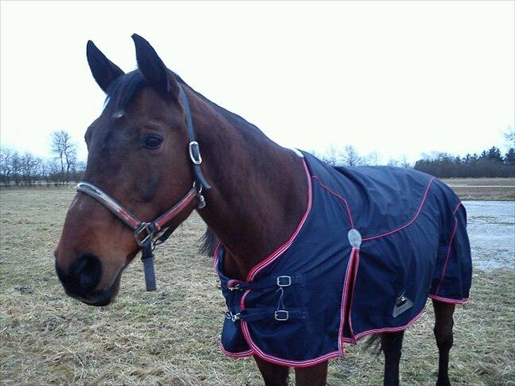 Dansk Varmblod Isador-B billede 9